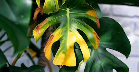 monstera turning yellow and brown|Monstera Yellow Leaves: 10 Most Common Causes